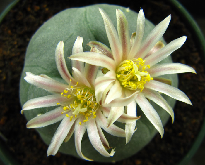 Lophophora Diffusa var. koehresii